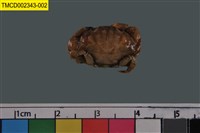 藏品(火紅皺蟹)的圖片